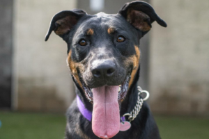 Accident de camion à Rivière-Beaudette