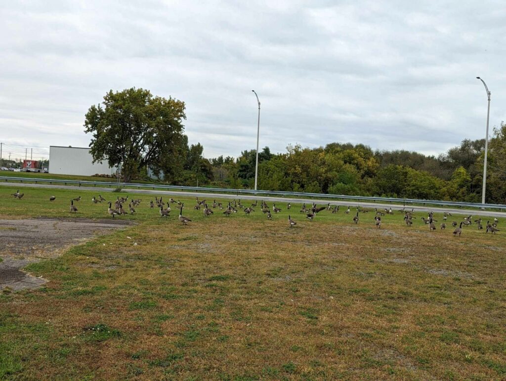 Mésentente entre un camp de jour et le CSSVT