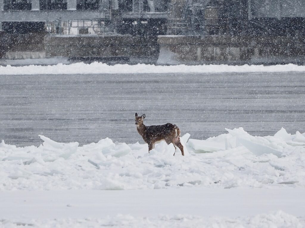 Prudence sur les surfaces glacées