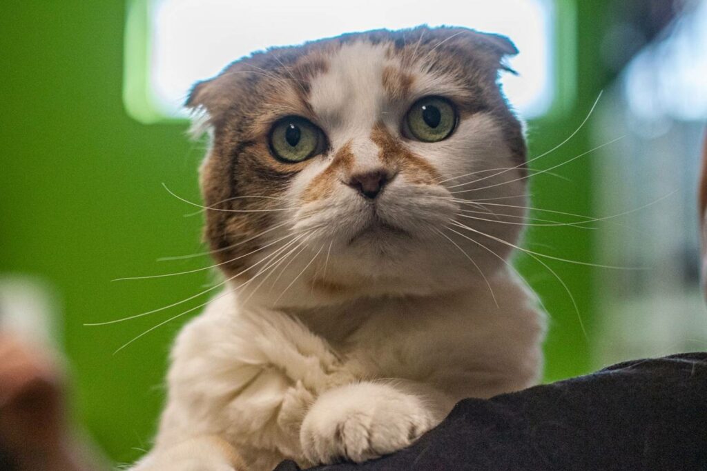 Du nouveau cet été au Club de lecture TD