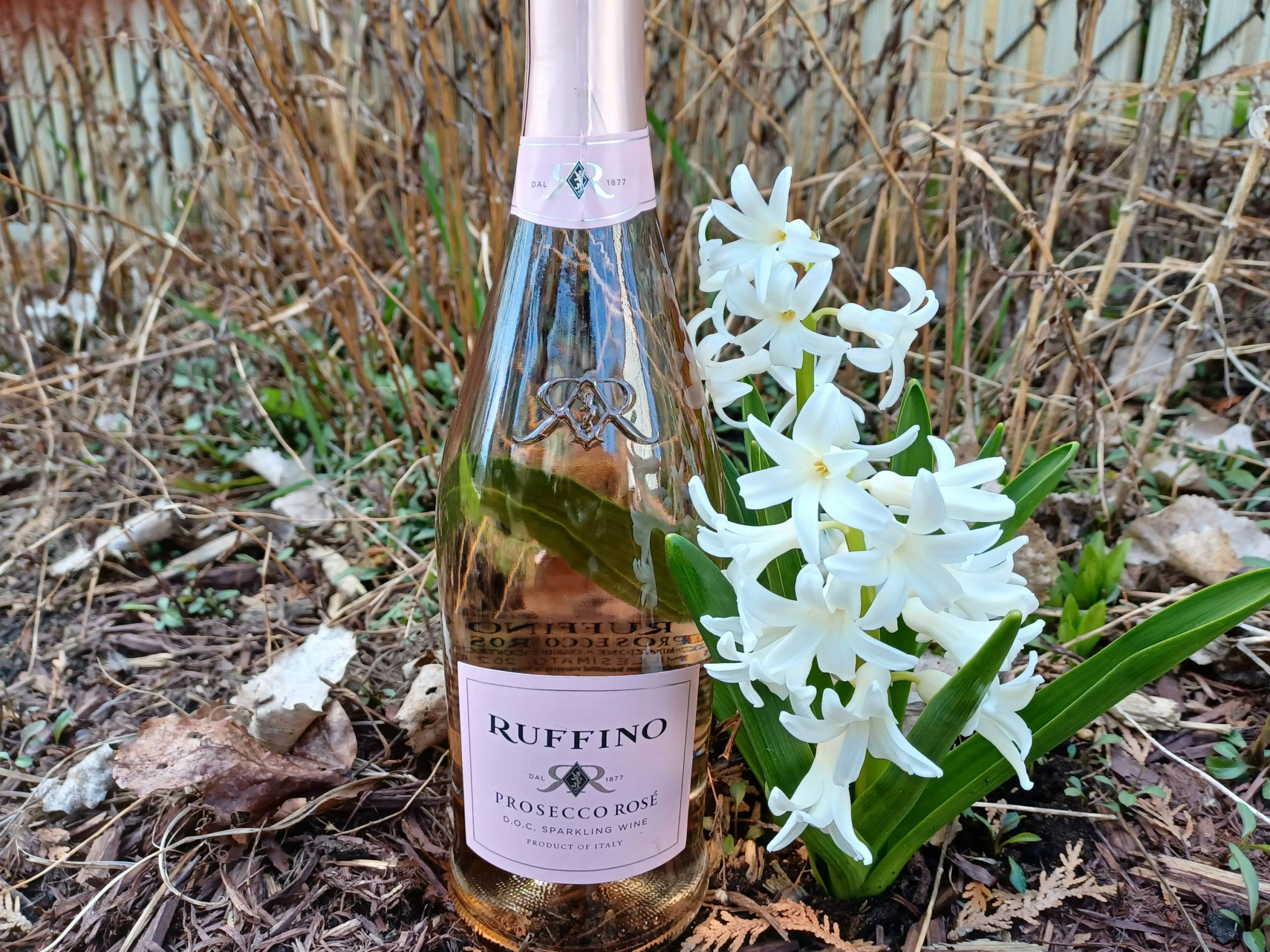 RETROUVÉE -Portée disparue