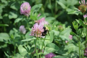 Deux projets agricoles en faveur des oiseaux champêtres et des pollinisateurs