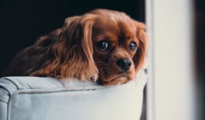 Les chiens devront être stérilisés à Valleyfield