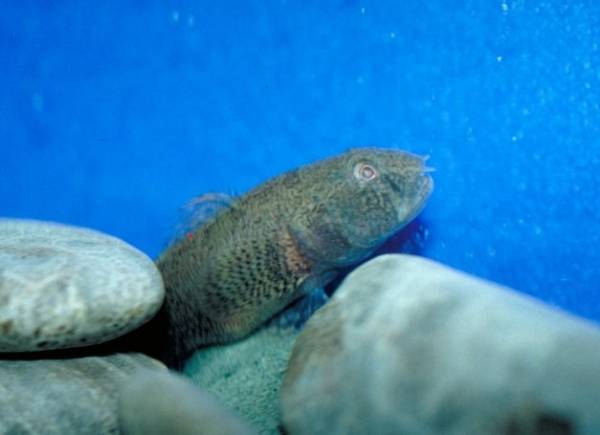 Une nouvelle espèce envahissante observée à Saint-Zotique