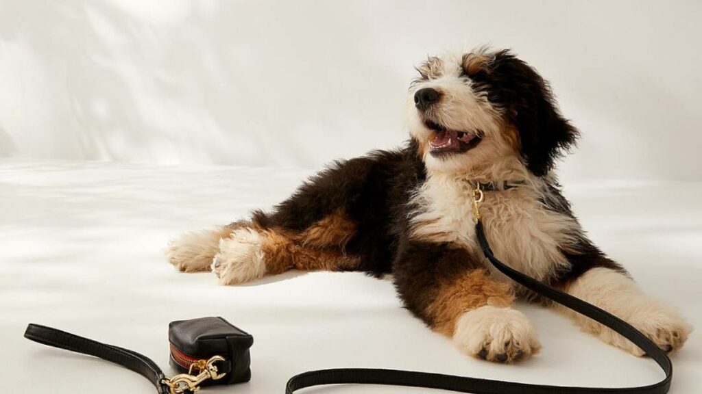 Comment faire plaisir à vos animaux tout en économisant sur vos achats