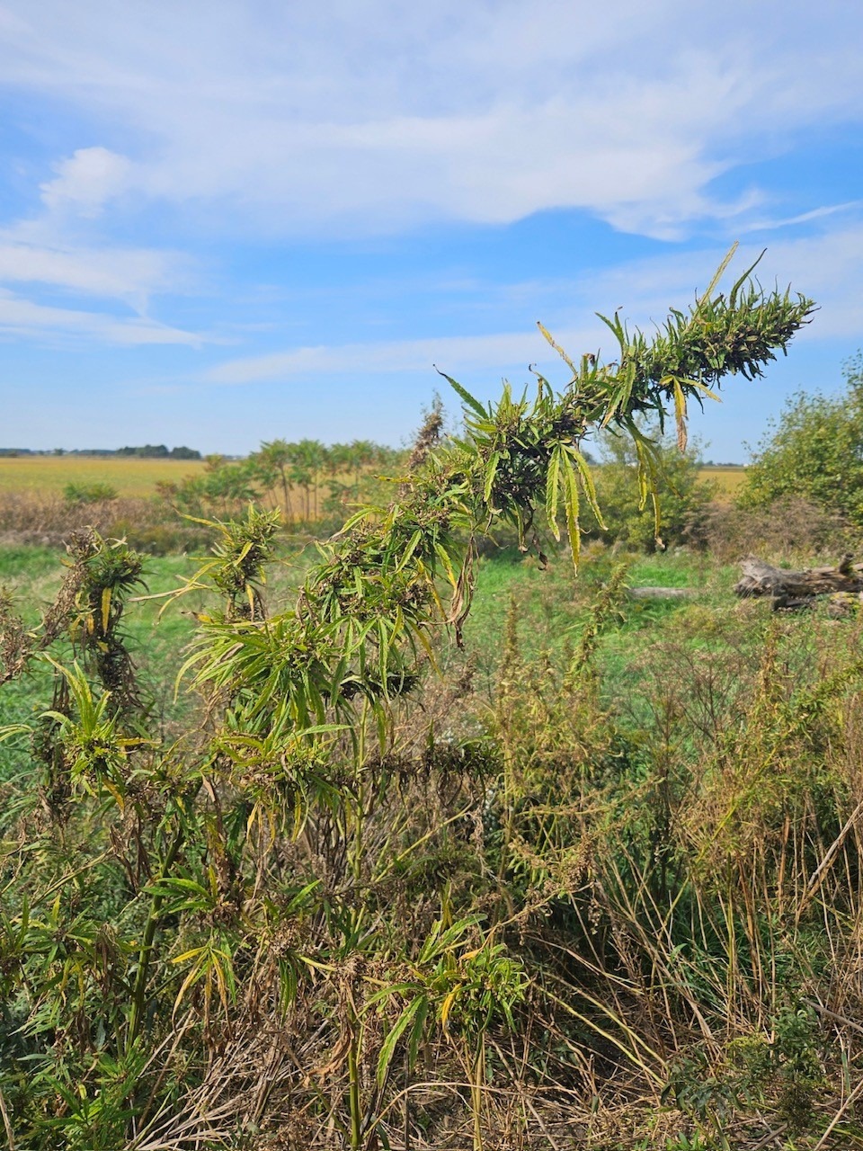Cannabis: près de 1500 plants saisis