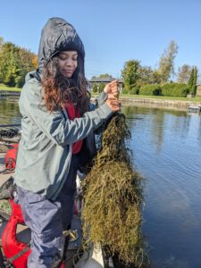 Une nouvelle algue envahissante dans le lac Saint-François