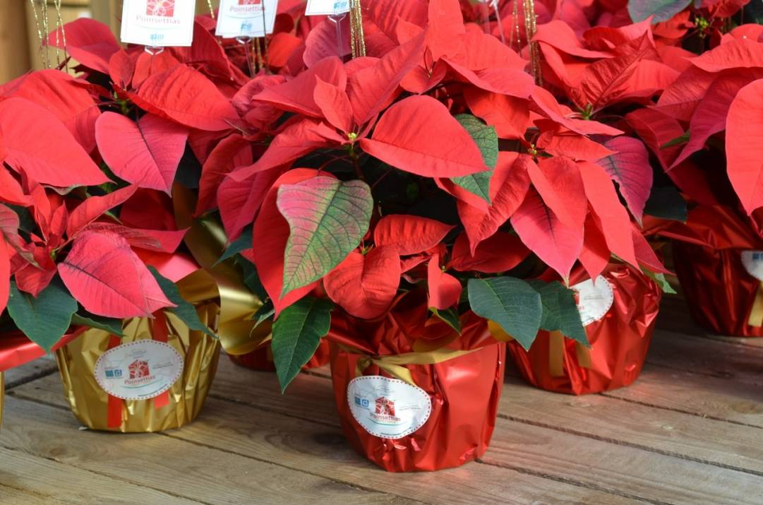 Des poinsettias en vente pour les soins palliatifs