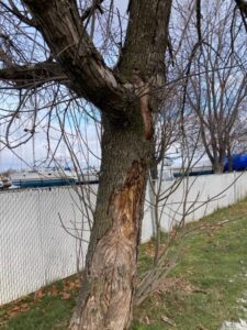 L’aide médicale à mourir pour neuf frênes du centre-ville