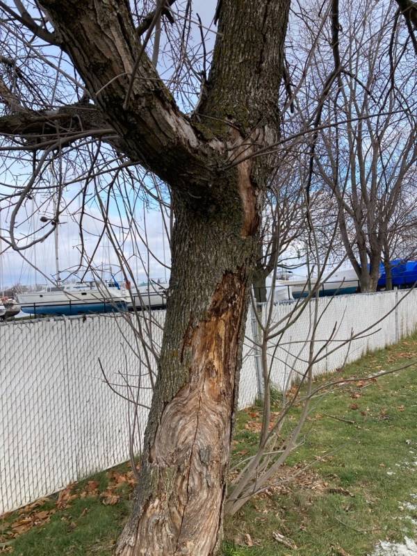 L’aide médicale à mourir pour neuf frênes du centre-ville