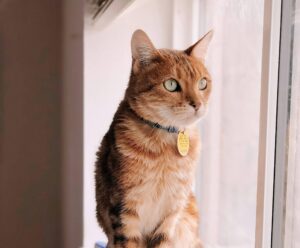 Identifier son animal : un geste essentiel!