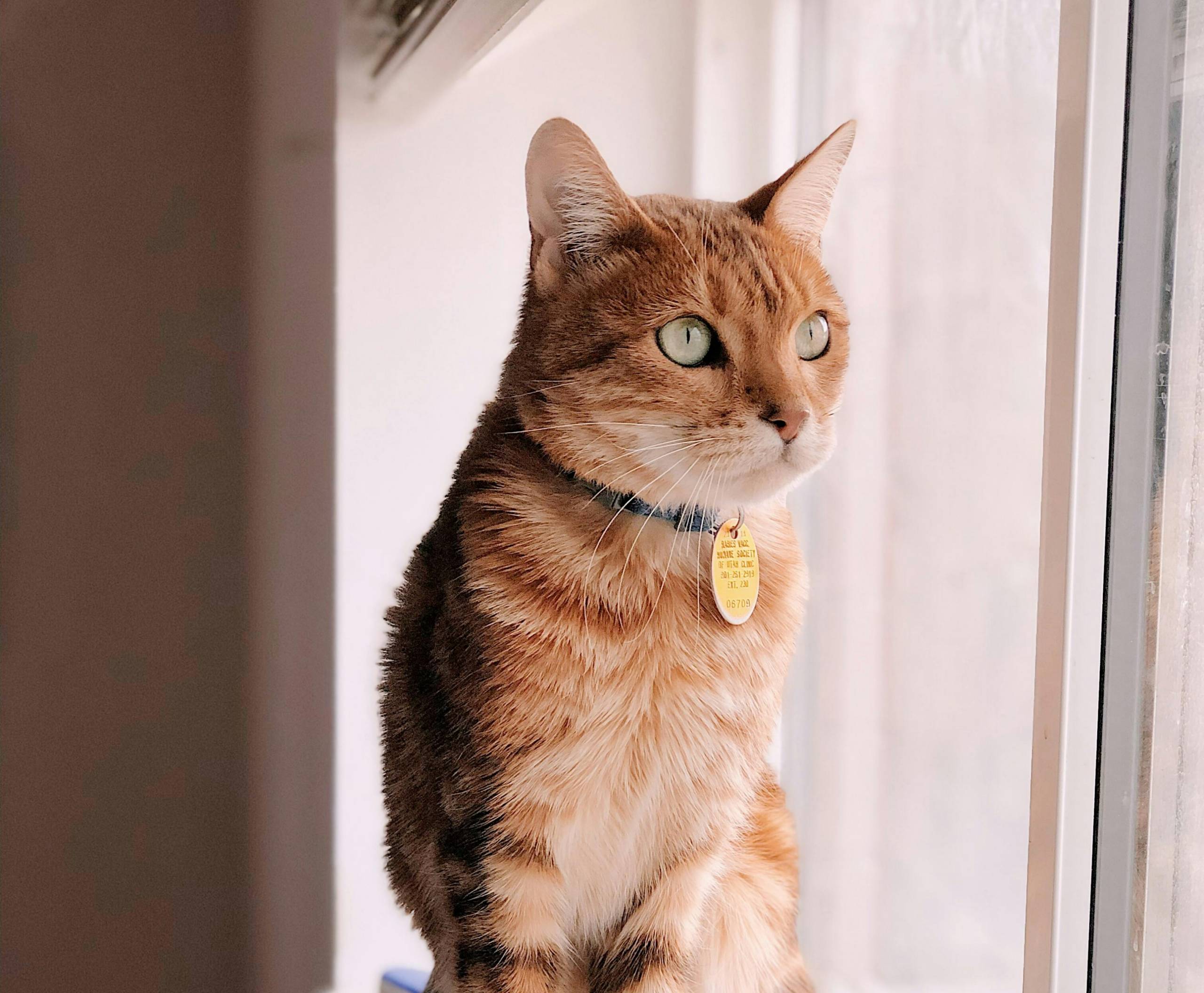 Identifier son animal : un geste essentiel!