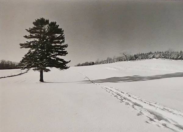 L&rsquo;exposition Les Arbres présentée à Huntingdon