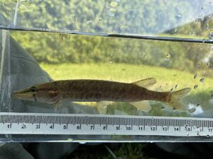 Près de 500 000 $ pour sauver trois espèces en péril