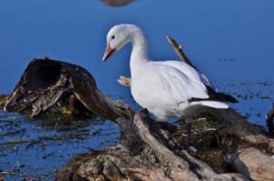 Chasseur condamné à 20 000 $ d&rsquo;amendes