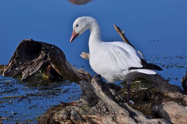 Chasseur condamné à 20 000 $ d’amendes