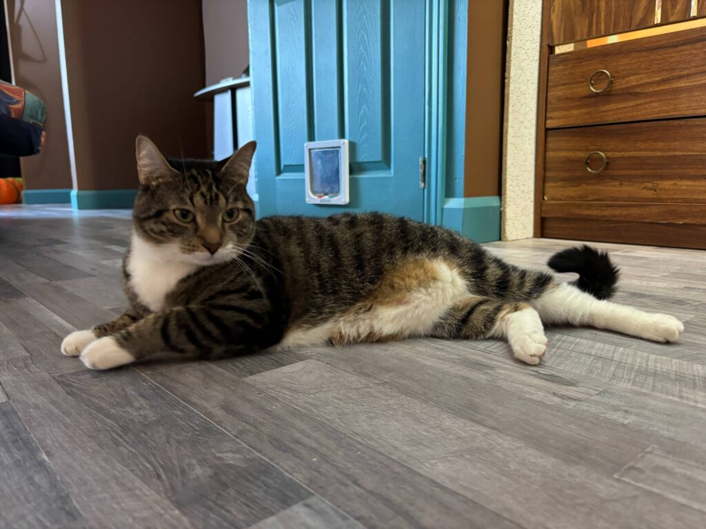 Beauharnois : renouvellement annuel de la licence de minou et pitou