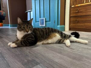 Beauharnois : renouvellement annuel de la licence de minou et pitou