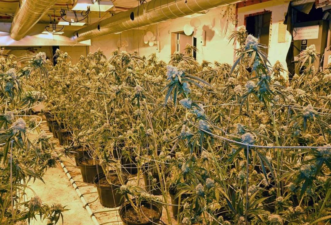 Quatre suspects accusés de production de cannabis illicite