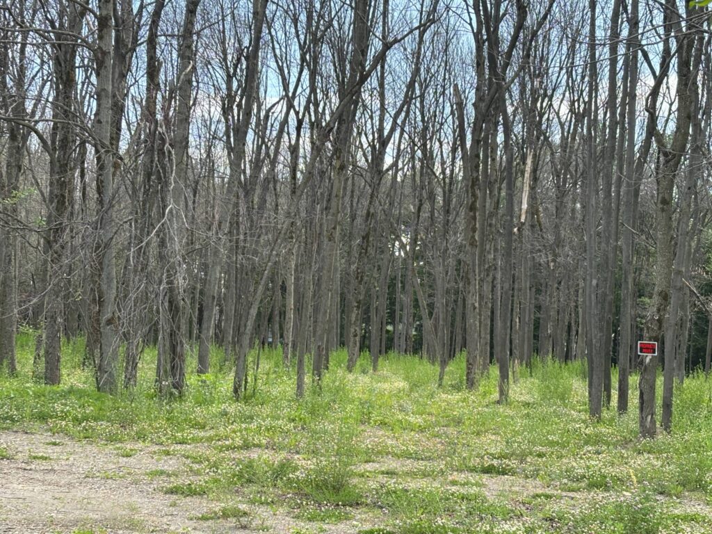 Coteau-du-Lac : les conseillers dénoncent une érablière ravagée