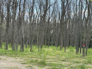 Coteau-du-Lac : les conseillers dénoncent une érablière ravagée