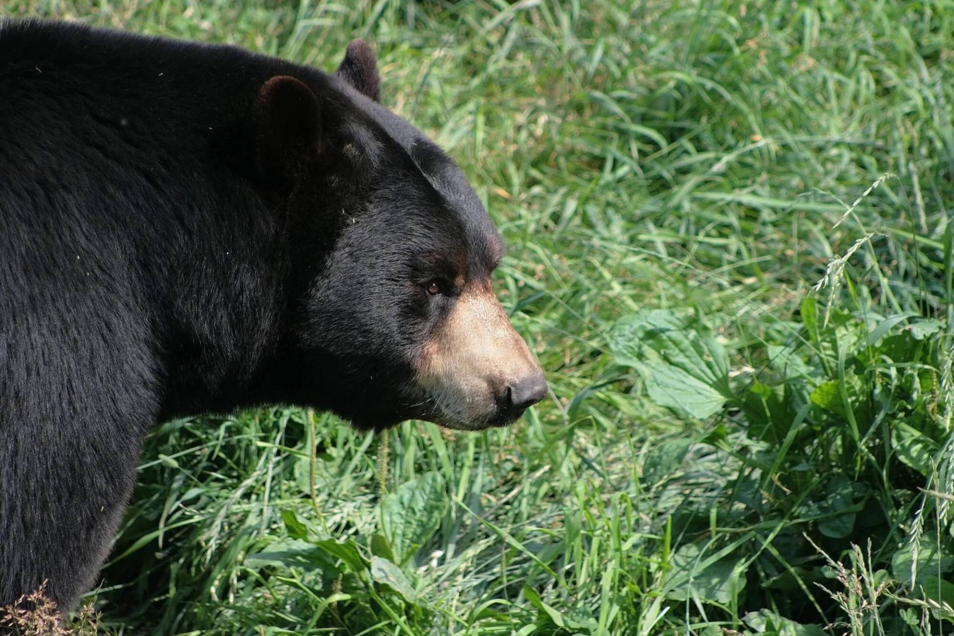 Un ours aperçu à Saint-Zotique