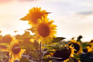 Où admirer les tournesols en Montérégie cet été ?