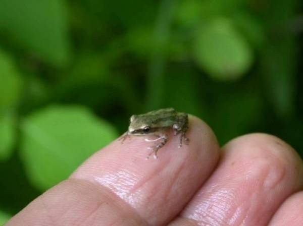 Corvée de nettoyage pour la survie d’une petite grenouille