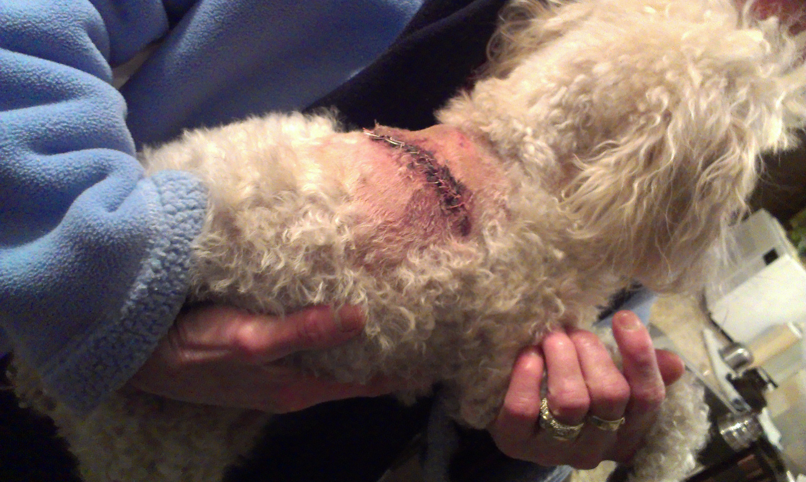 Un chien attaqué par une autre qui a disparu