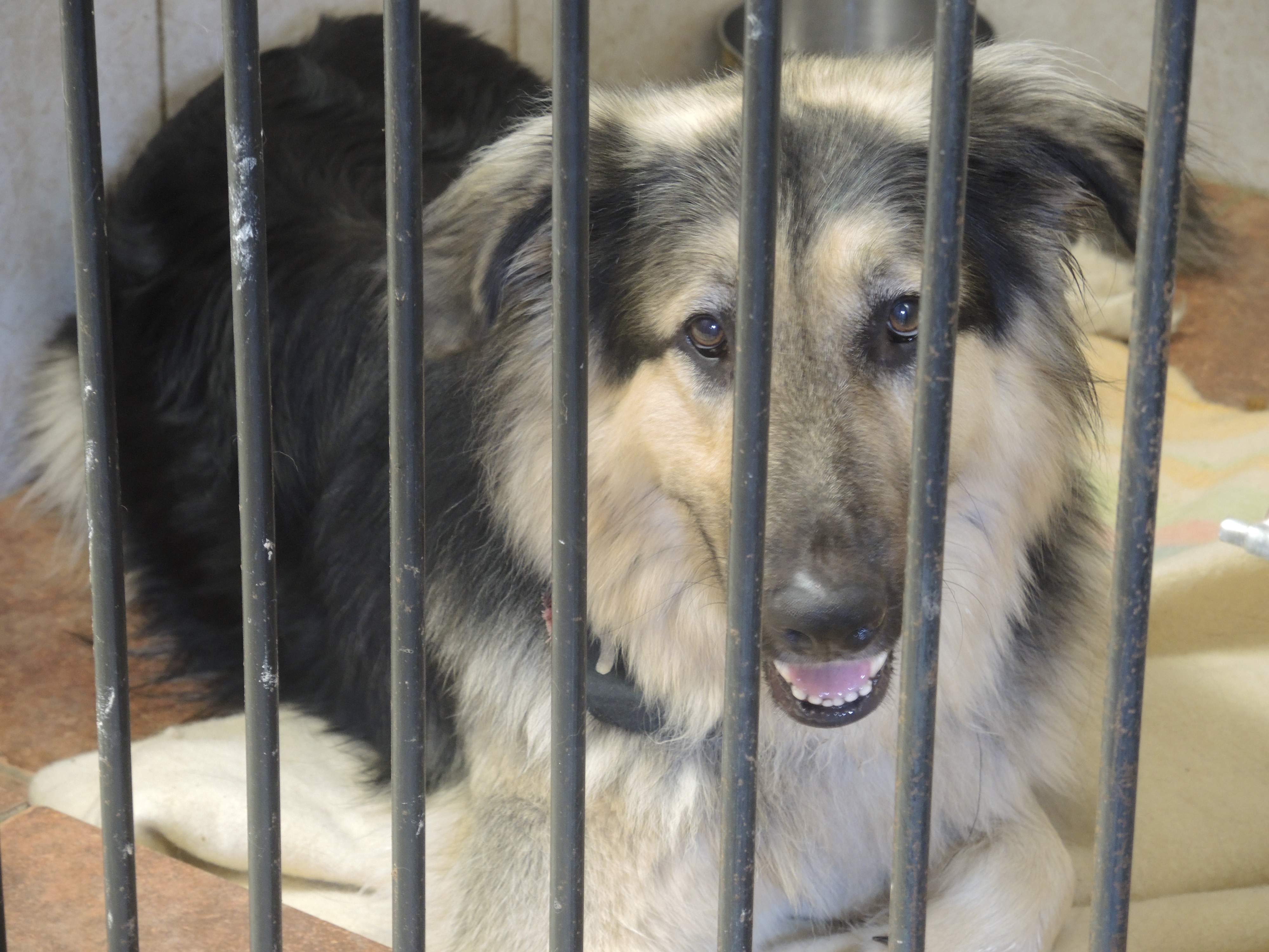 La belle saison, pas toujours évidente pour pitou-minou