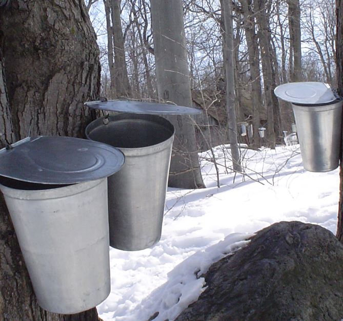 Les érables coulent déjà