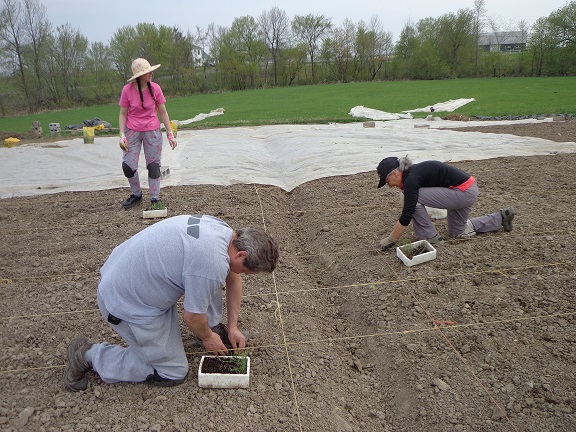 Activité communautaire de transplantation d’oignons