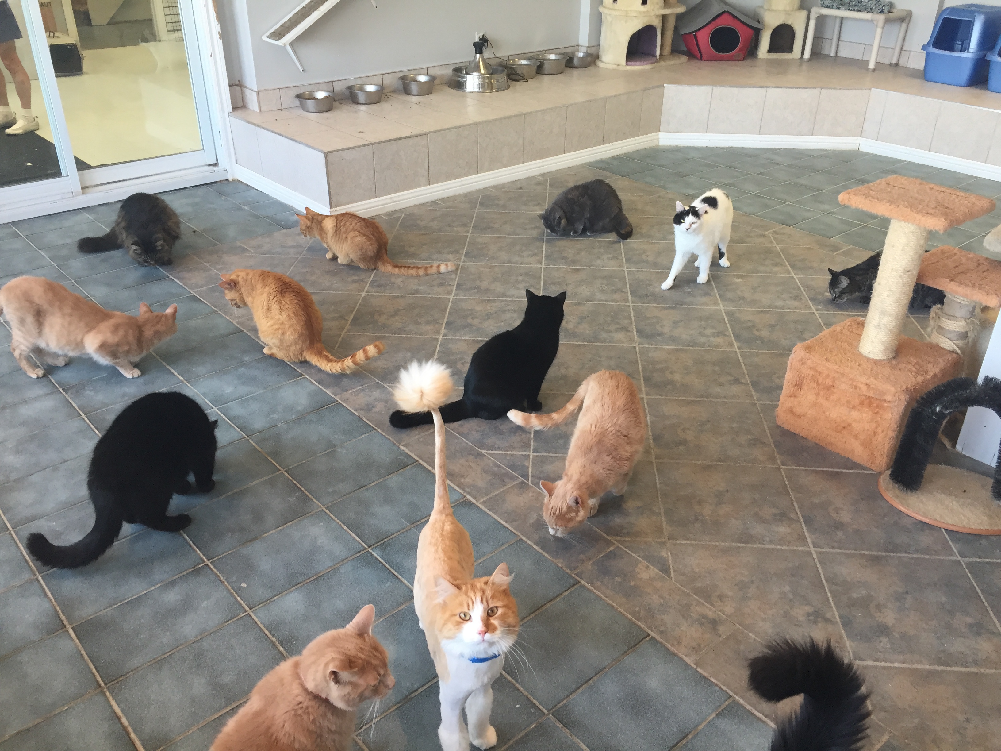 Image illustrant l'article: Les Services animaliers de Salaberry-de-Valleyfield débordent