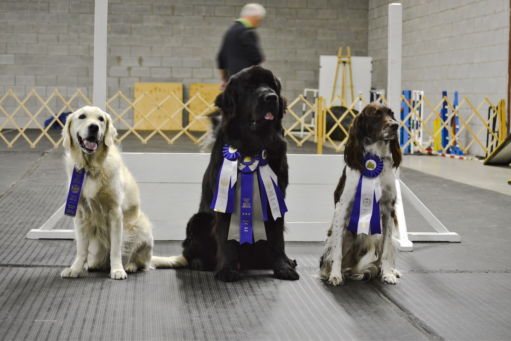 Image illustrant l'article: Des chiens super intelligents à l'aréna de Saint-Timothée