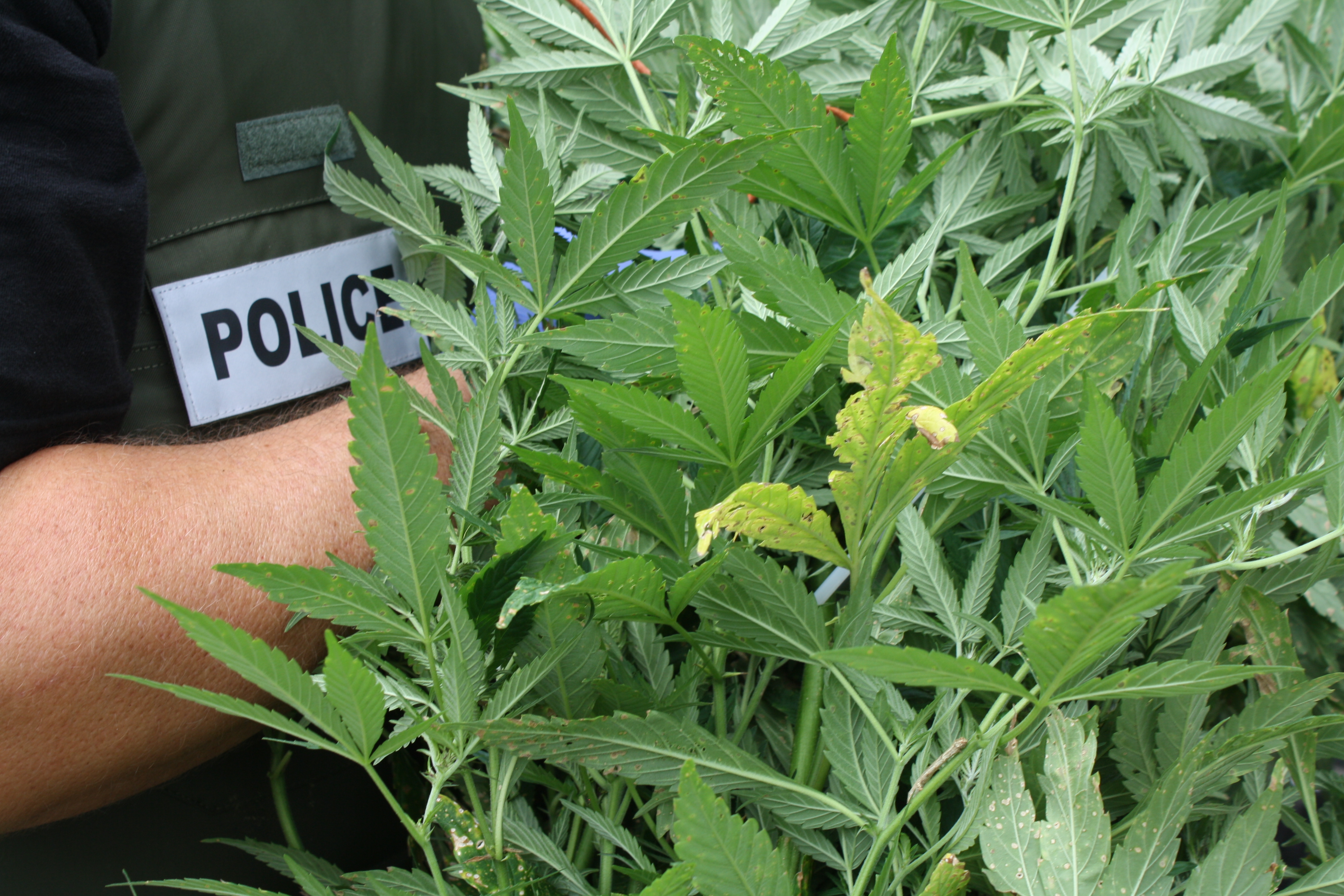 Image illustrant l'article: Environ 400 plants de cannabis saisis à Franklin