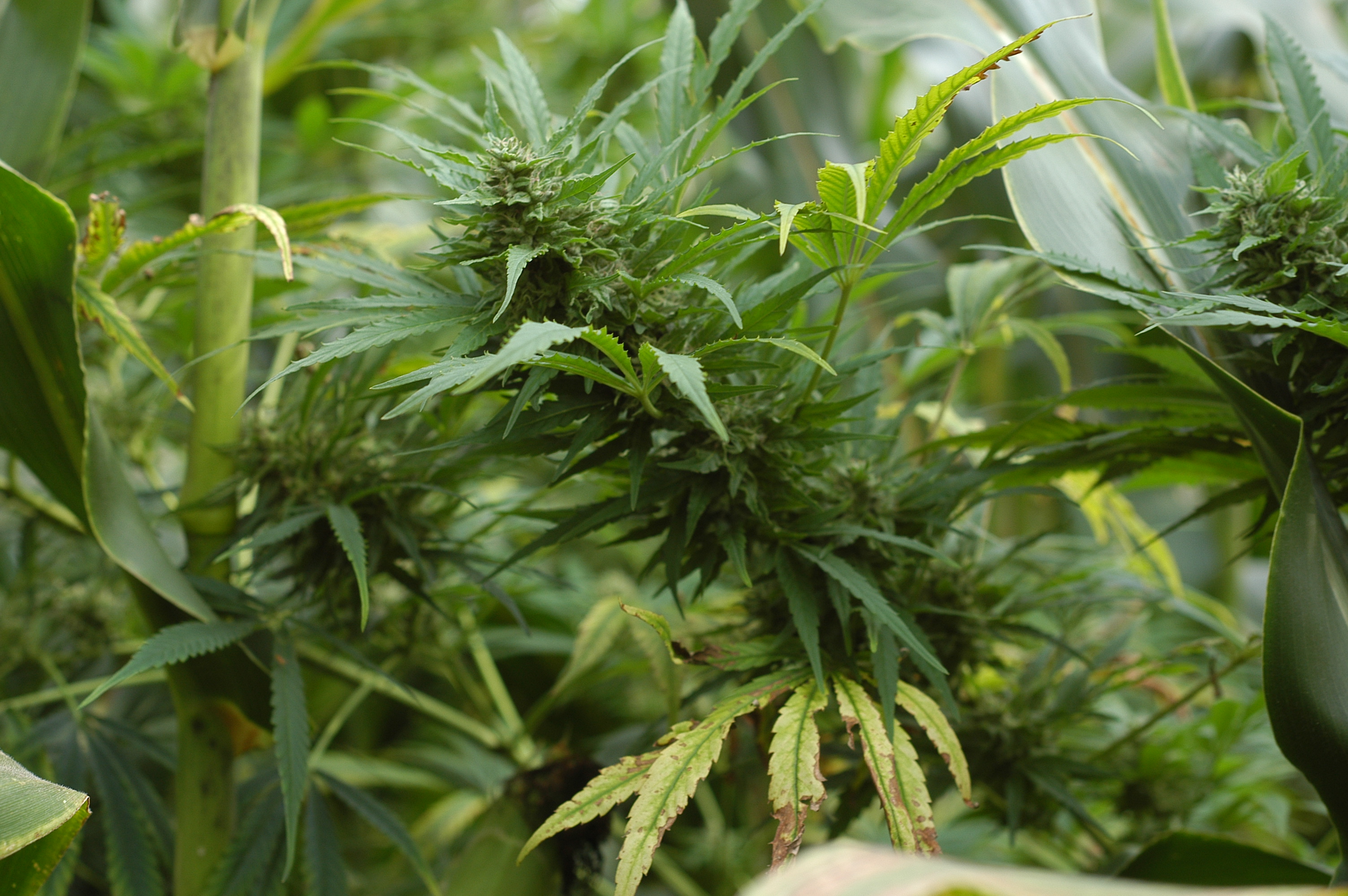 Un ancien policier impliqué dans un réseau de trafic de drogues