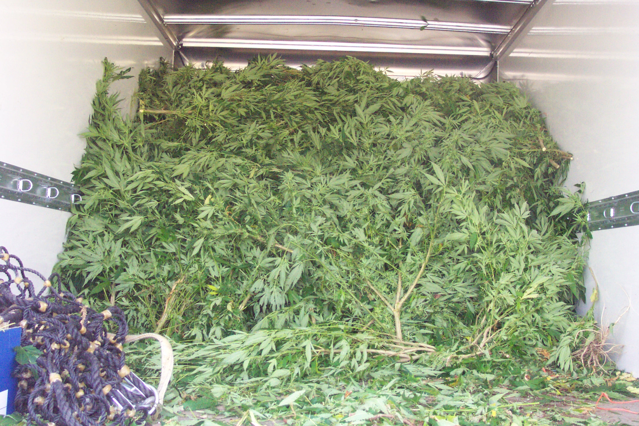 Over 1,500 cannabis plants seized in Godmanchester