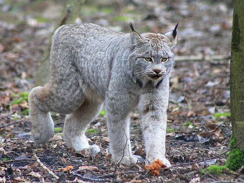 Cougar or lynx : predators in Haut-Saint-Laurent