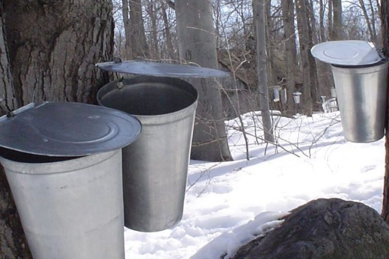 Minister of Agriculture releases  report in time for sugaring season