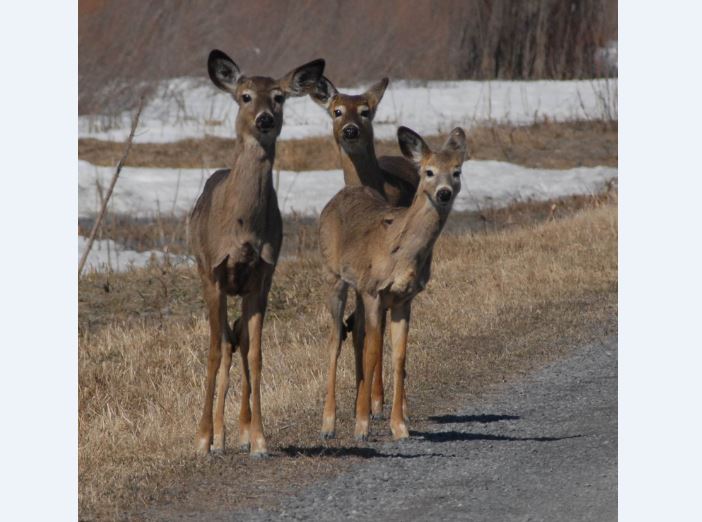 Image illustrant l'article: Slowing  Down for Animals