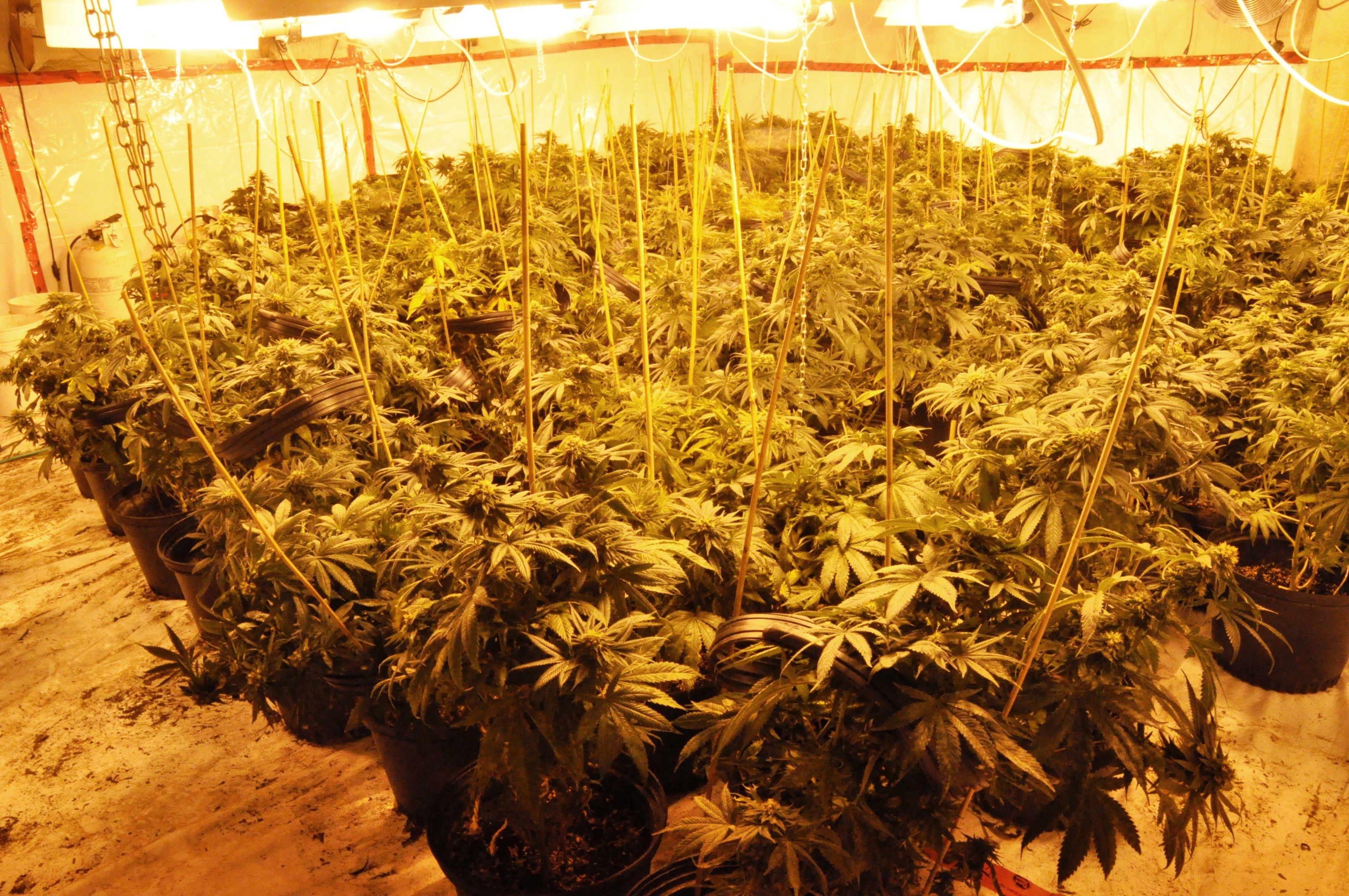 Image illustrant l'article: Seizure of illegal drugs in Howick