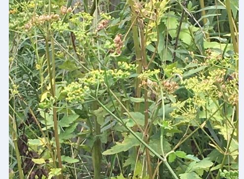 Wild Parsnip: A Growing Problem