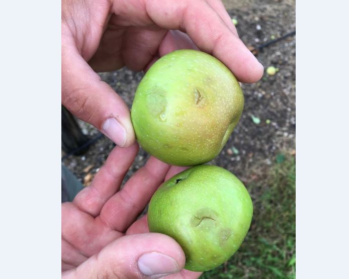 Apple season dealt a significant blow