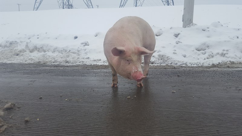Cochon sauvé à proximité du poste de péage