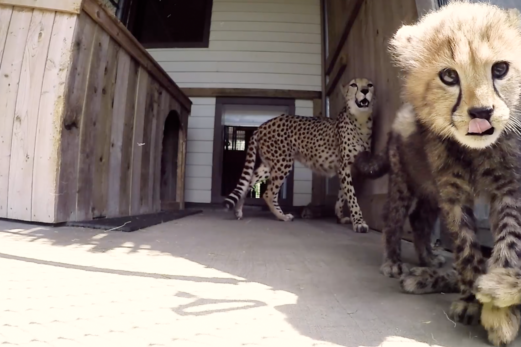 Une guépard du Parc Safari accouche de quadruplés