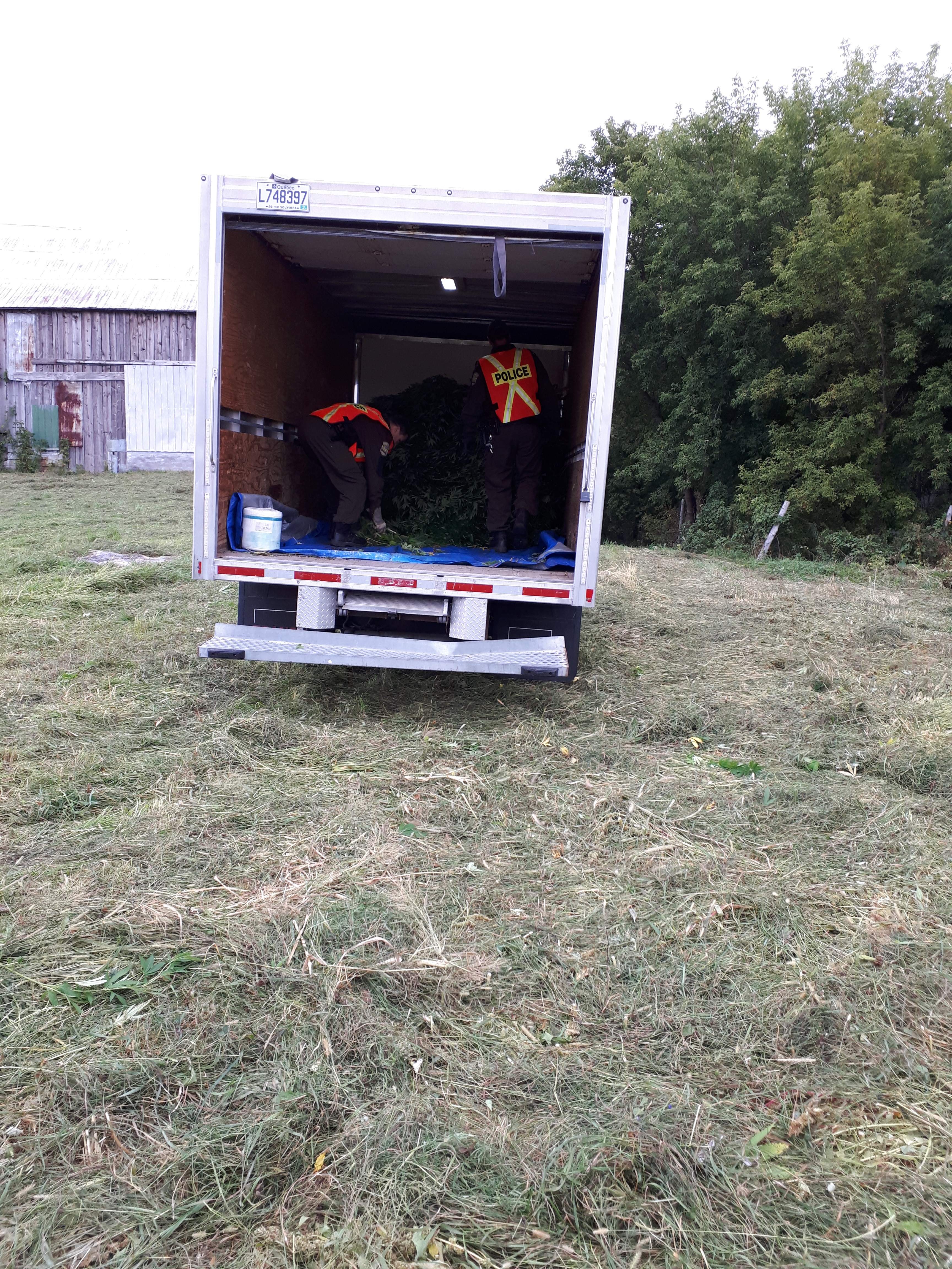 Plus de 780 plants de cannabis éradiqués