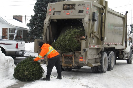 Image illustrant l'article: Plus de 800 sapins transformés en compost