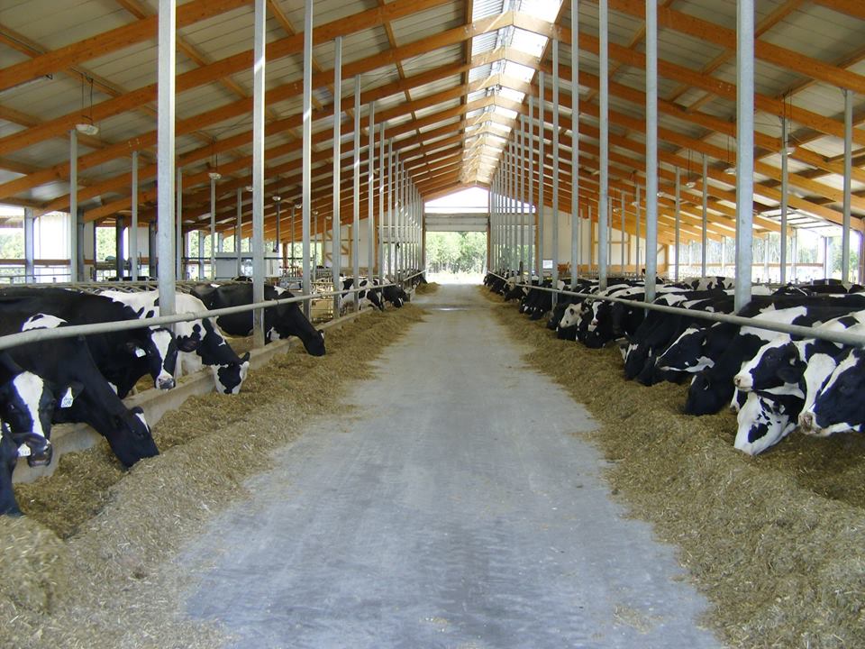 Le meilleur troupeau laitier au Canada se trouve à Dundee