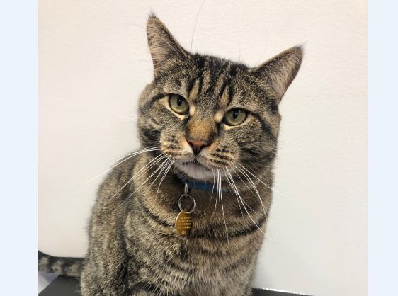 C’est le temps des licences ou des micropuces