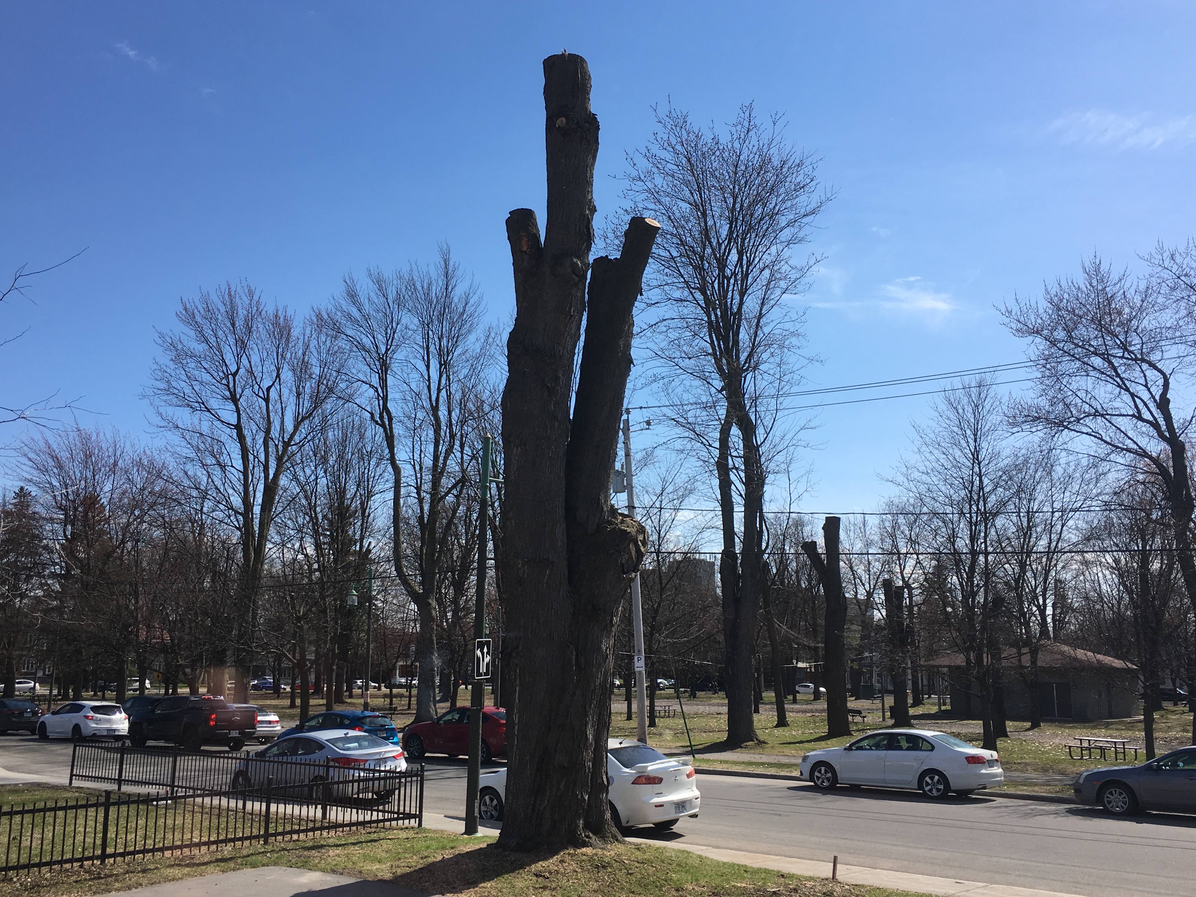 Le Journal perd un arbre centenaire
